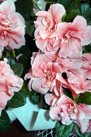 A mobile wallpaper and MMS picture for Apple iPhone 7s, 6s, 5s, 4s, Plus, iPods, iPads, New iPads, Samsung Galaxy S Series and Notes, Sony Ericsson Xperia, LG Mobile Phones, Tablets and Devices: Pink color Azalea -Rhododendron- flower.

