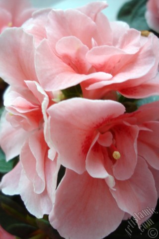 A mobile wallpaper and MMS picture for Apple iPhone 7s, 6s, 5s, 4s, Plus, iPods, iPads, New iPads, Samsung Galaxy S Series and Notes, Sony Ericsson Xperia, LG Mobile Phones, Tablets and Devices: Pink color Azalea -Rhododendron- flower.
