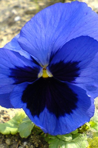 A mobile wallpaper and MMS picture for Apple iPhone 7s, 6s, 5s, 4s, Plus, iPods, iPads, New iPads, Samsung Galaxy S Series and Notes, Sony Ericsson Xperia, LG Mobile Phones, Tablets and Devices: Dark blue color Viola Tricolor -Heartsease, Pansy, Multicoloured Violet, Johnny Jump Up- flower.
