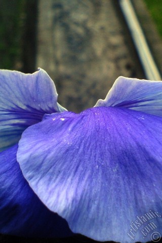 A mobile wallpaper and MMS picture for Apple iPhone 7s, 6s, 5s, 4s, Plus, iPods, iPads, New iPads, Samsung Galaxy S Series and Notes, Sony Ericsson Xperia, LG Mobile Phones, Tablets and Devices: Dark blue color Viola Tricolor -Heartsease, Pansy, Multicoloured Violet, Johnny Jump Up- flower.

