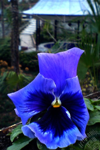 A mobile wallpaper and MMS picture for Apple iPhone 7s, 6s, 5s, 4s, Plus, iPods, iPads, New iPads, Samsung Galaxy S Series and Notes, Sony Ericsson Xperia, LG Mobile Phones, Tablets and Devices: Dark blue color Viola Tricolor -Heartsease, Pansy, Multicoloured Violet, Johnny Jump Up- flower.
