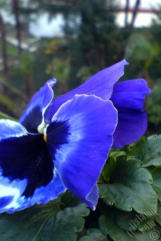 A mobile wallpaper and MMS picture for Apple iPhone 7s, 6s, 5s, 4s, Plus, iPods, iPads, New iPads, Samsung Galaxy S Series and Notes, Sony Ericsson Xperia, LG Mobile Phones, Tablets and Devices: Dark blue color Viola Tricolor -Heartsease, Pansy, Multicoloured Violet, Johnny Jump Up- flower.
