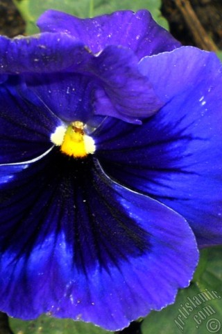 A mobile wallpaper and MMS picture for Apple iPhone 7s, 6s, 5s, 4s, Plus, iPods, iPads, New iPads, Samsung Galaxy S Series and Notes, Sony Ericsson Xperia, LG Mobile Phones, Tablets and Devices: Dark blue color Viola Tricolor -Heartsease, Pansy, Multicoloured Violet, Johnny Jump Up- flower.
