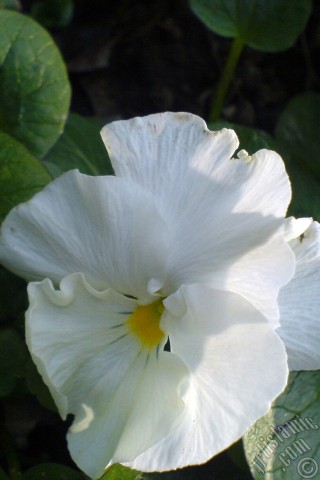 A mobile wallpaper and MMS picture for Apple iPhone 7s, 6s, 5s, 4s, Plus, iPods, iPads, New iPads, Samsung Galaxy S Series and Notes, Sony Ericsson Xperia, LG Mobile Phones, Tablets and Devices: White color Viola Tricolor -Heartsease, Pansy, Multicoloured Violet, Johnny Jump Up- flower.
