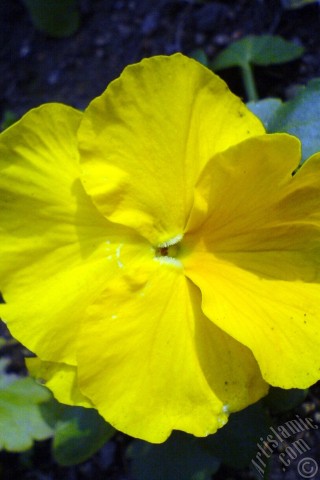 A mobile wallpaper and MMS picture for Apple iPhone 7s, 6s, 5s, 4s, Plus, iPods, iPads, New iPads, Samsung Galaxy S Series and Notes, Sony Ericsson Xperia, LG Mobile Phones, Tablets and Devices: Yellow color Viola Tricolor -Heartsease, Pansy, Multicoloured Violet, Johnny Jump Up- flower.
