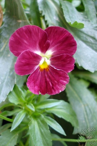 A mobile wallpaper and MMS picture for Apple iPhone 7s, 6s, 5s, 4s, Plus, iPods, iPads, New iPads, Samsung Galaxy S Series and Notes, Sony Ericsson Xperia, LG Mobile Phones, Tablets and Devices: Burgundy color Viola Tricolor -Heartsease, Pansy, Multicoloured Violet, Johnny Jump Up- flower.
