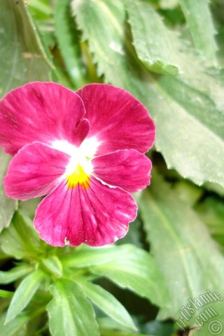 A mobile wallpaper and MMS picture for Apple iPhone 7s, 6s, 5s, 4s, Plus, iPods, iPads, New iPads, Samsung Galaxy S Series and Notes, Sony Ericsson Xperia, LG Mobile Phones, Tablets and Devices: Burgundy color Viola Tricolor -Heartsease, Pansy, Multicoloured Violet, Johnny Jump Up- flower.

