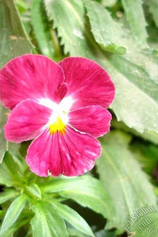 A mobile wallpaper and MMS picture for Apple iPhone 7s, 6s, 5s, 4s, Plus, iPods, iPads, New iPads, Samsung Galaxy S Series and Notes, Sony Ericsson Xperia, LG Mobile Phones, Tablets and Devices: Burgundy color Viola Tricolor -Heartsease, Pansy, Multicoloured Violet, Johnny Jump Up- flower.
