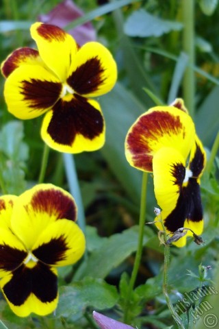 A mobile wallpaper and MMS picture for Apple iPhone 7s, 6s, 5s, 4s, Plus, iPods, iPads, New iPads, Samsung Galaxy S Series and Notes, Sony Ericsson Xperia, LG Mobile Phones, Tablets and Devices: Yellow color Viola Tricolor -Heartsease, Pansy, Multicoloured Violet, Johnny Jump Up- flower.
