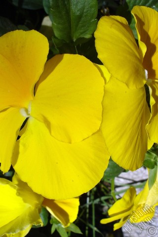 A mobile wallpaper and MMS picture for Apple iPhone 7s, 6s, 5s, 4s, Plus, iPods, iPads, New iPads, Samsung Galaxy S Series and Notes, Sony Ericsson Xperia, LG Mobile Phones, Tablets and Devices: Yellow color Viola Tricolor -Heartsease, Pansy, Multicoloured Violet, Johnny Jump Up- flower.
