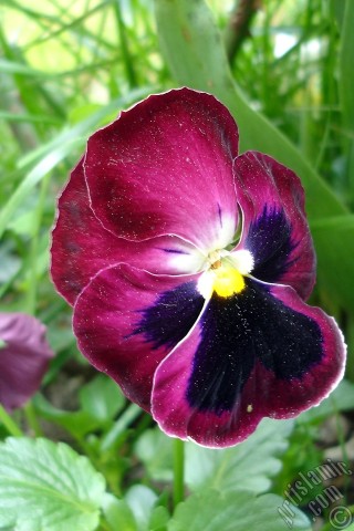 A mobile wallpaper and MMS picture for Apple iPhone 7s, 6s, 5s, 4s, Plus, iPods, iPads, New iPads, Samsung Galaxy S Series and Notes, Sony Ericsson Xperia, LG Mobile Phones, Tablets and Devices: Burgundy color Viola Tricolor -Heartsease, Pansy, Multicoloured Violet, Johnny Jump Up- flower.
