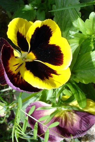 A mobile wallpaper and MMS picture for Apple iPhone 7s, 6s, 5s, 4s, Plus, iPods, iPads, New iPads, Samsung Galaxy S Series and Notes, Sony Ericsson Xperia, LG Mobile Phones, Tablets and Devices: Yellow color Viola Tricolor -Heartsease, Pansy, Multicoloured Violet, Johnny Jump Up- flower.
