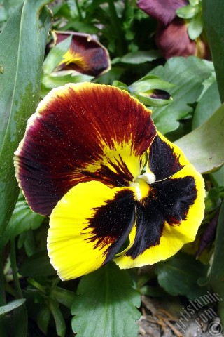 A mobile wallpaper and MMS picture for Apple iPhone 7s, 6s, 5s, 4s, Plus, iPods, iPads, New iPads, Samsung Galaxy S Series and Notes, Sony Ericsson Xperia, LG Mobile Phones, Tablets and Devices: Yellow color Viola Tricolor -Heartsease, Pansy, Multicoloured Violet, Johnny Jump Up- flower.

