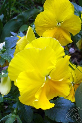 A mobile wallpaper and MMS picture for Apple iPhone 7s, 6s, 5s, 4s, Plus, iPods, iPads, New iPads, Samsung Galaxy S Series and Notes, Sony Ericsson Xperia, LG Mobile Phones, Tablets and Devices: Yellow color Viola Tricolor -Heartsease, Pansy, Multicoloured Violet, Johnny Jump Up- flower.
