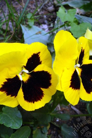 A mobile wallpaper and MMS picture for Apple iPhone 7s, 6s, 5s, 4s, Plus, iPods, iPads, New iPads, Samsung Galaxy S Series and Notes, Sony Ericsson Xperia, LG Mobile Phones, Tablets and Devices: Yellow color Viola Tricolor -Heartsease, Pansy, Multicoloured Violet, Johnny Jump Up- flower.
