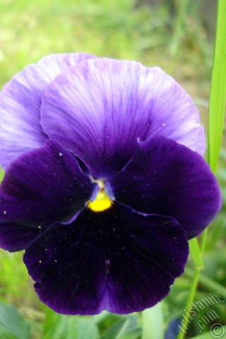 A mobile wallpaper and MMS picture for Apple iPhone 7s, 6s, 5s, 4s, Plus, iPods, iPads, New iPads, Samsung Galaxy S Series and Notes, Sony Ericsson Xperia, LG Mobile Phones, Tablets and Devices: Purple color Viola Tricolor -Heartsease, Pansy, Multicoloured Violet, Johnny Jump Up- flower.
