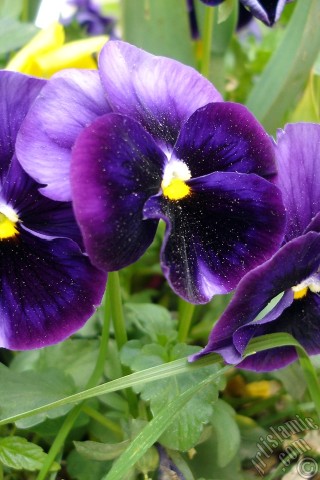 A mobile wallpaper and MMS picture for Apple iPhone 7s, 6s, 5s, 4s, Plus, iPods, iPads, New iPads, Samsung Galaxy S Series and Notes, Sony Ericsson Xperia, LG Mobile Phones, Tablets and Devices: Purple color Viola Tricolor -Heartsease, Pansy, Multicoloured Violet, Johnny Jump Up- flower.
