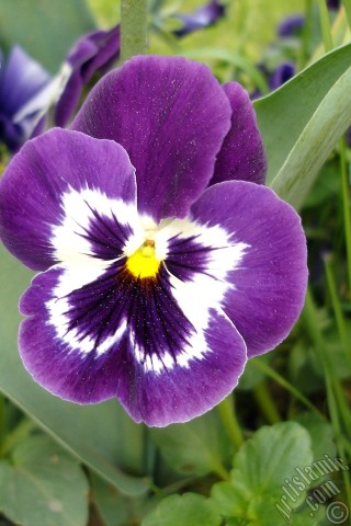 A mobile wallpaper and MMS picture for Apple iPhone 7s, 6s, 5s, 4s, Plus, iPods, iPads, New iPads, Samsung Galaxy S Series and Notes, Sony Ericsson Xperia, LG Mobile Phones, Tablets and Devices: Purple color Viola Tricolor -Heartsease, Pansy, Multicoloured Violet, Johnny Jump Up- flower.
