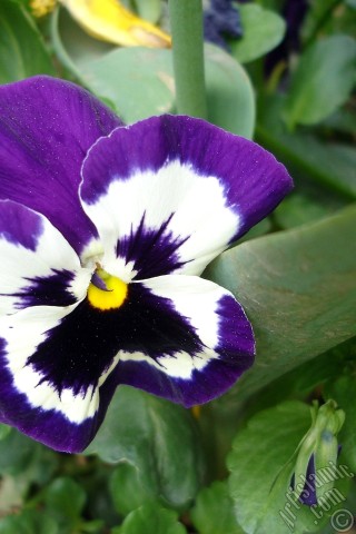 A mobile wallpaper and MMS picture for Apple iPhone 7s, 6s, 5s, 4s, Plus, iPods, iPads, New iPads, Samsung Galaxy S Series and Notes, Sony Ericsson Xperia, LG Mobile Phones, Tablets and Devices: Purple color Viola Tricolor -Heartsease, Pansy, Multicoloured Violet, Johnny Jump Up- flower.
