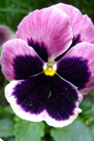 A mobile wallpaper and MMS picture for Apple iPhone 7s, 6s, 5s, 4s, Plus, iPods, iPads, New iPads, Samsung Galaxy S Series and Notes, Sony Ericsson Xperia, LG Mobile Phones, Tablets and Devices: Burgundy color Viola Tricolor -Heartsease, Pansy, Multicoloured Violet, Johnny Jump Up- flower.
