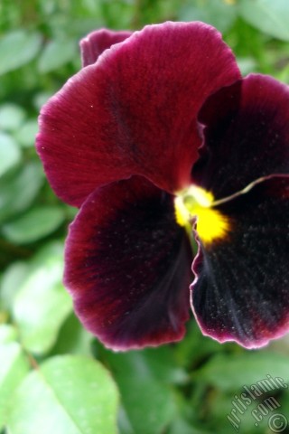 A mobile wallpaper and MMS picture for Apple iPhone 7s, 6s, 5s, 4s, Plus, iPods, iPads, New iPads, Samsung Galaxy S Series and Notes, Sony Ericsson Xperia, LG Mobile Phones, Tablets and Devices: Brown color Viola Tricolor -Heartsease, Pansy, Multicoloured Violet, Johnny Jump Up- flower.
