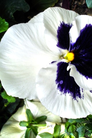 A mobile wallpaper and MMS picture for Apple iPhone 7s, 6s, 5s, 4s, Plus, iPods, iPads, New iPads, Samsung Galaxy S Series and Notes, Sony Ericsson Xperia, LG Mobile Phones, Tablets and Devices: White color Viola Tricolor -Heartsease, Pansy, Multicoloured Violet, Johnny Jump Up- flower.

