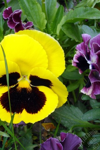 A mobile wallpaper and MMS picture for Apple iPhone 7s, 6s, 5s, 4s, Plus, iPods, iPads, New iPads, Samsung Galaxy S Series and Notes, Sony Ericsson Xperia, LG Mobile Phones, Tablets and Devices: Yellow color Viola Tricolor -Heartsease, Pansy, Multicoloured Violet, Johnny Jump Up- flower.
