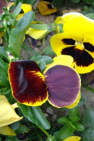 A mobile wallpaper and MMS picture for Apple iPhone 7s, 6s, 5s, 4s, Plus, iPods, iPads, New iPads, Samsung Galaxy S Series and Notes, Sony Ericsson Xperia, LG Mobile Phones, Tablets and Devices: Yellow color Viola Tricolor -Heartsease, Pansy, Multicoloured Violet, Johnny Jump Up- flower.

