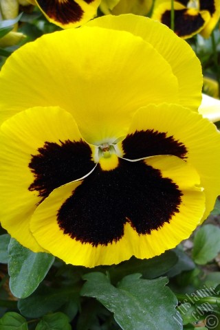 A mobile wallpaper and MMS picture for Apple iPhone 7s, 6s, 5s, 4s, Plus, iPods, iPads, New iPads, Samsung Galaxy S Series and Notes, Sony Ericsson Xperia, LG Mobile Phones, Tablets and Devices: Yellow color Viola Tricolor -Heartsease, Pansy, Multicoloured Violet, Johnny Jump Up- flower.
