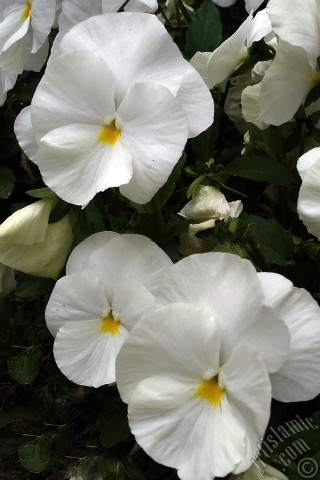 A mobile wallpaper and MMS picture for Apple iPhone 7s, 6s, 5s, 4s, Plus, iPods, iPads, New iPads, Samsung Galaxy S Series and Notes, Sony Ericsson Xperia, LG Mobile Phones, Tablets and Devices: White color Viola Tricolor -Heartsease, Pansy, Multicoloured Violet, Johnny Jump Up- flower.
