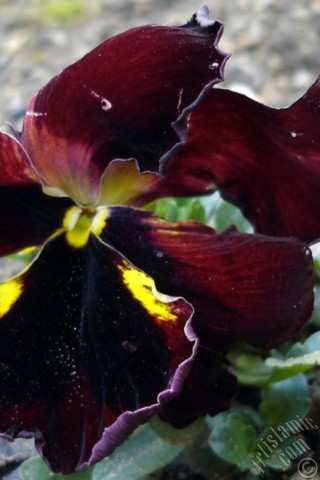 A mobile wallpaper and MMS picture for Apple iPhone 7s, 6s, 5s, 4s, Plus, iPods, iPads, New iPads, Samsung Galaxy S Series and Notes, Sony Ericsson Xperia, LG Mobile Phones, Tablets and Devices: Brown color Viola Tricolor -Heartsease, Pansy, Multicoloured Violet, Johnny Jump Up- flower.
