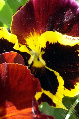 A mobile wallpaper and MMS picture for Apple iPhone 7s, 6s, 5s, 4s, Plus, iPods, iPads, New iPads, Samsung Galaxy S Series and Notes, Sony Ericsson Xperia, LG Mobile Phones, Tablets and Devices: Brown color Viola Tricolor -Heartsease, Pansy, Multicoloured Violet, Johnny Jump Up- flower.
