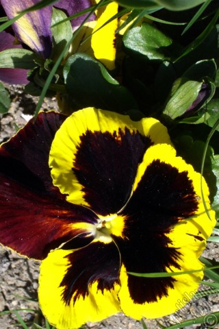 A mobile wallpaper and MMS picture for Apple iPhone 7s, 6s, 5s, 4s, Plus, iPods, iPads, New iPads, Samsung Galaxy S Series and Notes, Sony Ericsson Xperia, LG Mobile Phones, Tablets and Devices: Brown color Viola Tricolor -Heartsease, Pansy, Multicoloured Violet, Johnny Jump Up- flower.
