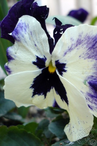 A mobile wallpaper and MMS picture for Apple iPhone 7s, 6s, 5s, 4s, Plus, iPods, iPads, New iPads, Samsung Galaxy S Series and Notes, Sony Ericsson Xperia, LG Mobile Phones, Tablets and Devices: White color Viola Tricolor -Heartsease, Pansy, Multicoloured Violet, Johnny Jump Up- flower.
