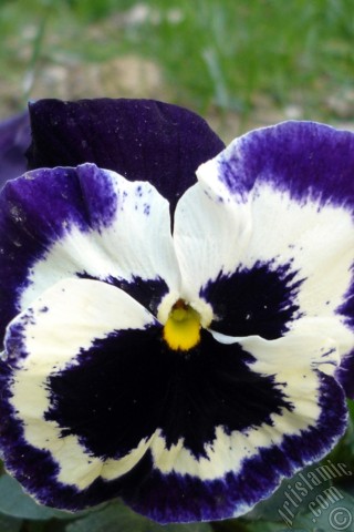 A mobile wallpaper and MMS picture for Apple iPhone 7s, 6s, 5s, 4s, Plus, iPods, iPads, New iPads, Samsung Galaxy S Series and Notes, Sony Ericsson Xperia, LG Mobile Phones, Tablets and Devices: Purple color Viola Tricolor -Heartsease, Pansy, Multicoloured Violet, Johnny Jump Up- flower.
