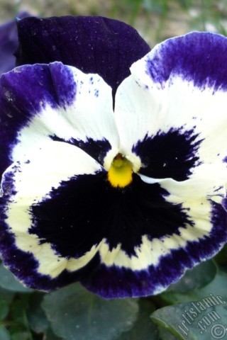 A mobile wallpaper and MMS picture for Apple iPhone 7s, 6s, 5s, 4s, Plus, iPods, iPads, New iPads, Samsung Galaxy S Series and Notes, Sony Ericsson Xperia, LG Mobile Phones, Tablets and Devices: Purple color Viola Tricolor -Heartsease, Pansy, Multicoloured Violet, Johnny Jump Up- flower.
