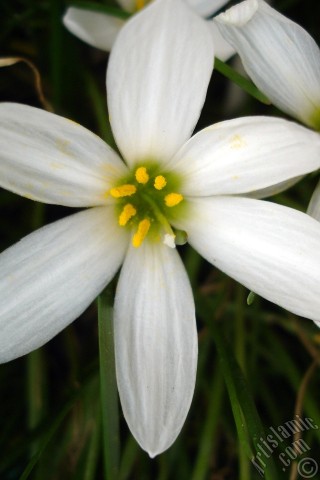 A mobile wallpaper and MMS picture for Apple iPhone 7s, 6s, 5s, 4s, Plus, iPods, iPads, New iPads, Samsung Galaxy S Series and Notes, Sony Ericsson Xperia, LG Mobile Phones, Tablets and Devices: White color flower similar to lily.
