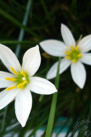 A mobile wallpaper and MMS picture for Apple iPhone 7s, 6s, 5s, 4s, Plus, iPods, iPads, New iPads, Samsung Galaxy S Series and Notes, Sony Ericsson Xperia, LG Mobile Phones, Tablets and Devices: White color flower similar to lily.
