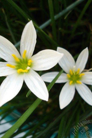 A mobile wallpaper and MMS picture for Apple iPhone 7s, 6s, 5s, 4s, Plus, iPods, iPads, New iPads, Samsung Galaxy S Series and Notes, Sony Ericsson Xperia, LG Mobile Phones, Tablets and Devices: White color flower similar to lily.
