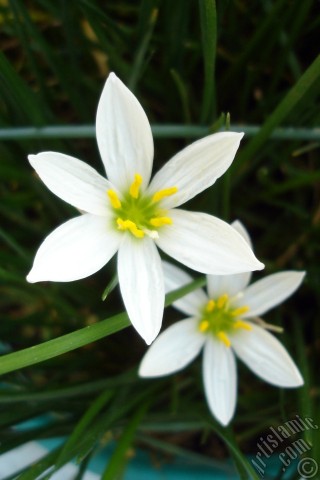 A mobile wallpaper and MMS picture for Apple iPhone 7s, 6s, 5s, 4s, Plus, iPods, iPads, New iPads, Samsung Galaxy S Series and Notes, Sony Ericsson Xperia, LG Mobile Phones, Tablets and Devices: White color flower similar to lily.
