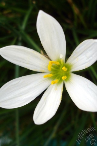 A mobile wallpaper and MMS picture for Apple iPhone 7s, 6s, 5s, 4s, Plus, iPods, iPads, New iPads, Samsung Galaxy S Series and Notes, Sony Ericsson Xperia, LG Mobile Phones, Tablets and Devices: White color flower similar to lily.

