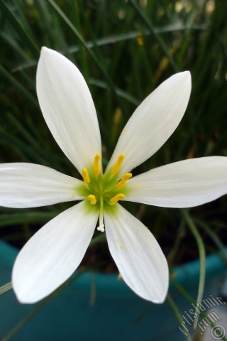 A mobile wallpaper and MMS picture for Apple iPhone 7s, 6s, 5s, 4s, Plus, iPods, iPads, New iPads, Samsung Galaxy S Series and Notes, Sony Ericsson Xperia, LG Mobile Phones, Tablets and Devices: White color flower similar to lily.
