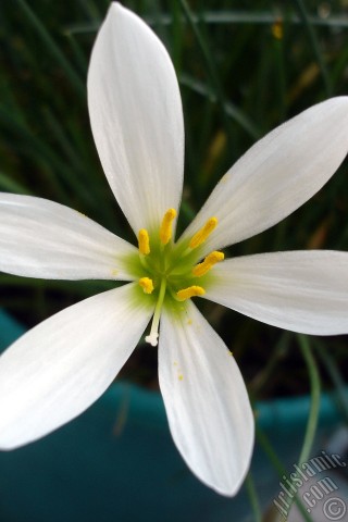 A mobile wallpaper and MMS picture for Apple iPhone 7s, 6s, 5s, 4s, Plus, iPods, iPads, New iPads, Samsung Galaxy S Series and Notes, Sony Ericsson Xperia, LG Mobile Phones, Tablets and Devices: White color flower similar to lily.
