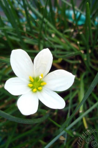 A mobile wallpaper and MMS picture for Apple iPhone 7s, 6s, 5s, 4s, Plus, iPods, iPads, New iPads, Samsung Galaxy S Series and Notes, Sony Ericsson Xperia, LG Mobile Phones, Tablets and Devices: White color flower similar to lily.
