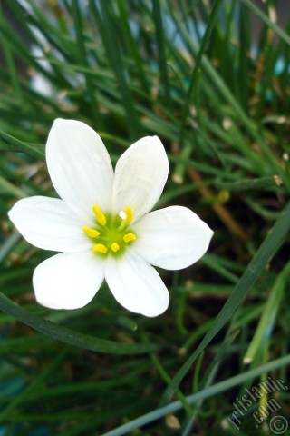 A mobile wallpaper and MMS picture for Apple iPhone 7s, 6s, 5s, 4s, Plus, iPods, iPads, New iPads, Samsung Galaxy S Series and Notes, Sony Ericsson Xperia, LG Mobile Phones, Tablets and Devices: White color flower similar to lily.
