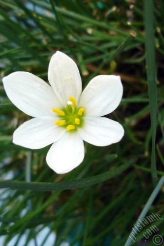 A mobile wallpaper and MMS picture for Apple iPhone 7s, 6s, 5s, 4s, Plus, iPods, iPads, New iPads, Samsung Galaxy S Series and Notes, Sony Ericsson Xperia, LG Mobile Phones, Tablets and Devices: White color flower similar to lily.

