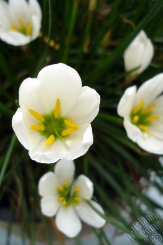 A mobile wallpaper and MMS picture for Apple iPhone 7s, 6s, 5s, 4s, Plus, iPods, iPads, New iPads, Samsung Galaxy S Series and Notes, Sony Ericsson Xperia, LG Mobile Phones, Tablets and Devices: White color flower similar to lily.
