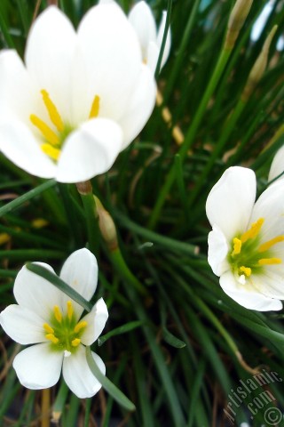 A mobile wallpaper and MMS picture for Apple iPhone 7s, 6s, 5s, 4s, Plus, iPods, iPads, New iPads, Samsung Galaxy S Series and Notes, Sony Ericsson Xperia, LG Mobile Phones, Tablets and Devices: White color flower similar to lily.
