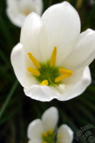 A mobile wallpaper and MMS picture for Apple iPhone 7s, 6s, 5s, 4s, Plus, iPods, iPads, New iPads, Samsung Galaxy S Series and Notes, Sony Ericsson Xperia, LG Mobile Phones, Tablets and Devices: White color flower similar to lily.

