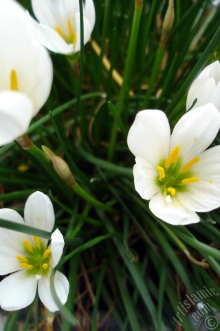 A mobile wallpaper and MMS picture for Apple iPhone 7s, 6s, 5s, 4s, Plus, iPods, iPads, New iPads, Samsung Galaxy S Series and Notes, Sony Ericsson Xperia, LG Mobile Phones, Tablets and Devices: White color flower similar to lily.
